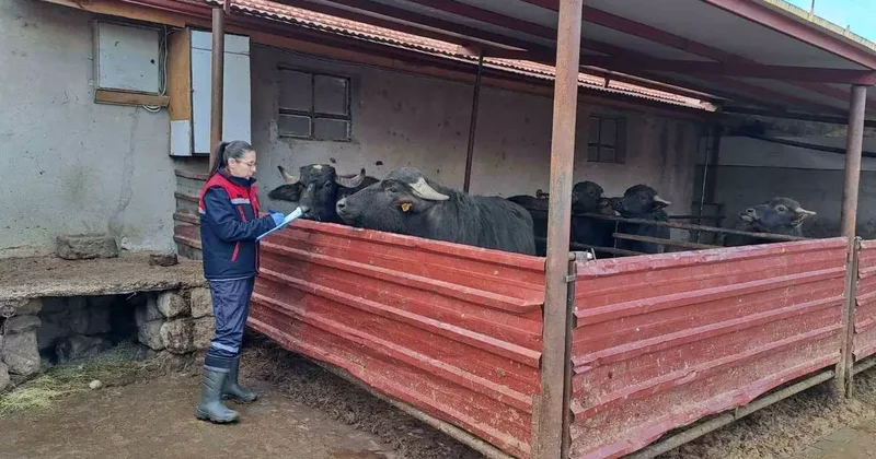 ’Halk Elinde Anadolu Mandasının Islahı Projesi’ devam ediyor