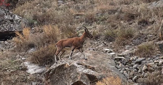 Dağ keçileri karayolu kenarına indi, görenler cep telefonlarına sarıldı Erzurum Haberleri