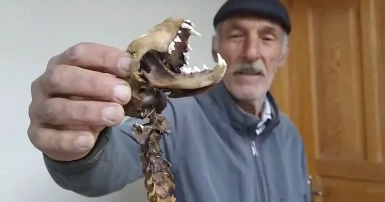 55 santim boyunda, yırtıcı dişlere sahip! Artvinli vatandaş ahırında buldu, gözlerine inanamadı İlk kez böyle bir şey gördüm