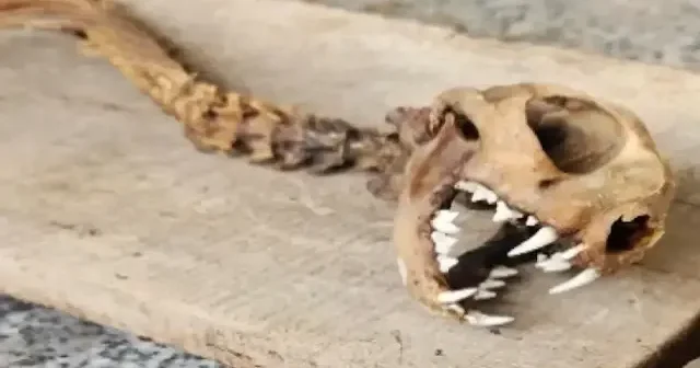 Hangi hayvana ait olduğu bilinmiyor: Artvin de 55 santim iskelet bulundu VİDEO İZLE