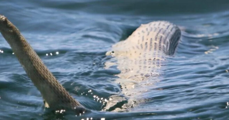 Patır patır kıyıya vurdular ekipler bölgeye akın etti: Balık da değil Sözcü Gazetesi