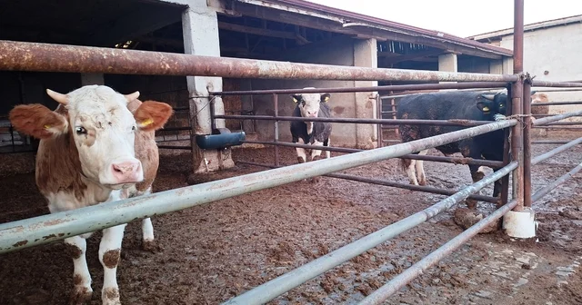 Hisarcık ilçesinde şap karantinası yeniden başladı Kütahya Haberleri