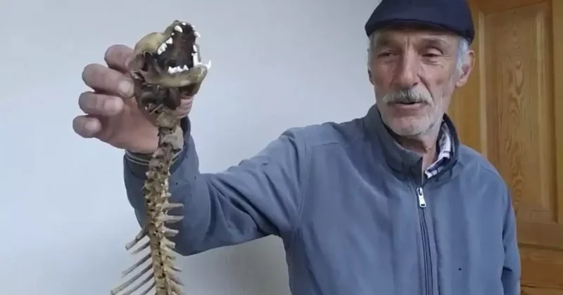 Yusufeli nde Yırtıcı Dişlere Sahip İskelet Bulundu