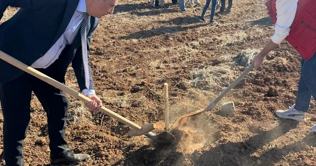 Mardin Artuklu Üniversitesi Uygulama Bahçesi nde zeytin fidanı dikildi Mardin Haberleri