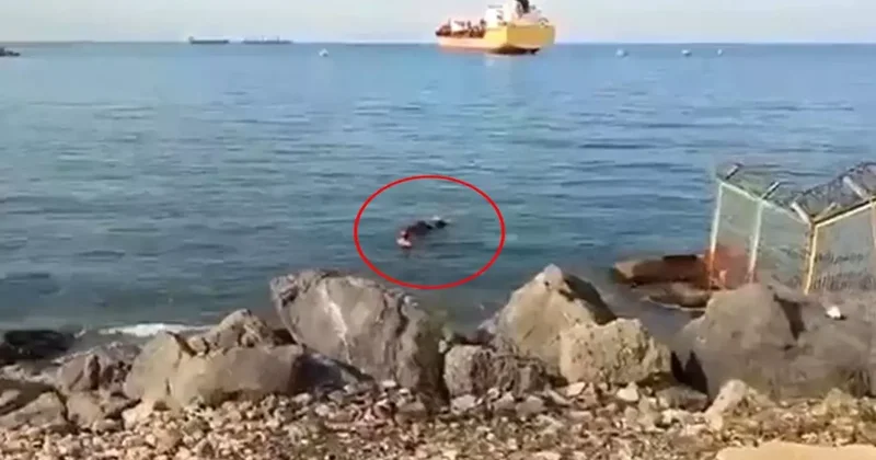 Balıkçı ağına takıldı, gören şok oldu! Gemiden atlayıp kaçmış