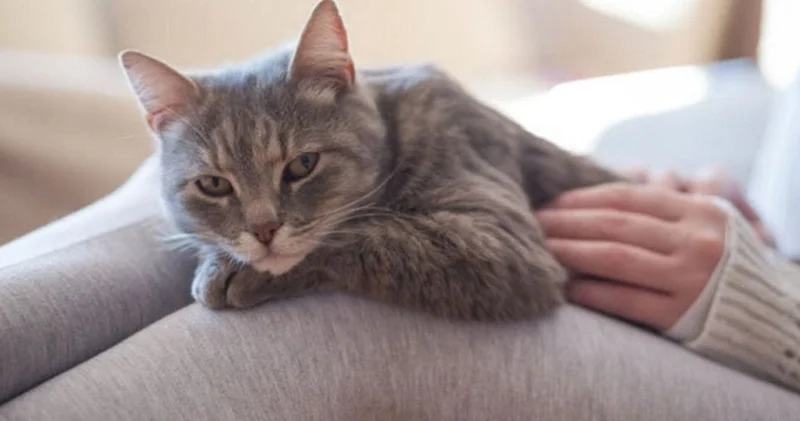 Kediler erkeklere neden daha çok miyavlıyor: Ortaya çıktı