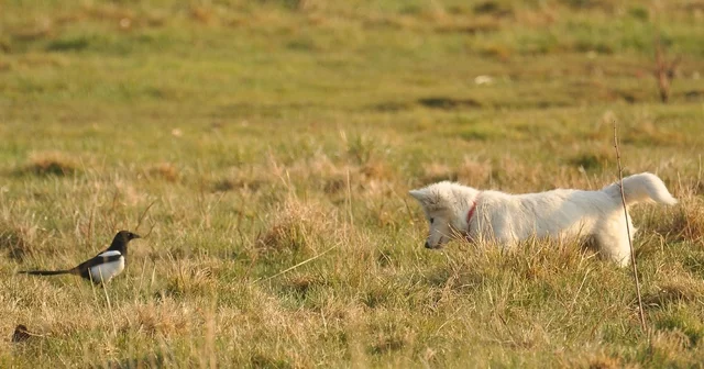 Van kedisine benzetti, fare avlayan köpek olduğu ortaya çıktı Van Kalesi nde fotoğrafçıyı yanıltan görüntü Van Haberleri