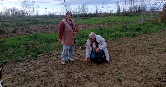 Babaeski de sera ve sarımsak üretim alanlarında üretim şartları kontrol edildi Kırklareli Haberleri