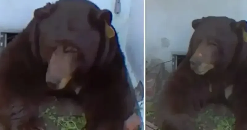 ABD de evin altından 200 kiloluk ayı çıktı: Ev sahibi mağdur oldu hiçbir şekilde çıkaramıyor Aktüel Haberleri