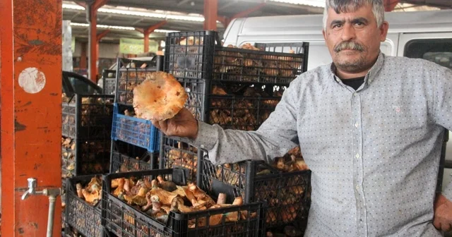 Bayramiç te kanlıca mantarı köylünün gelir kapısı oldu Çanakkale Haberleri