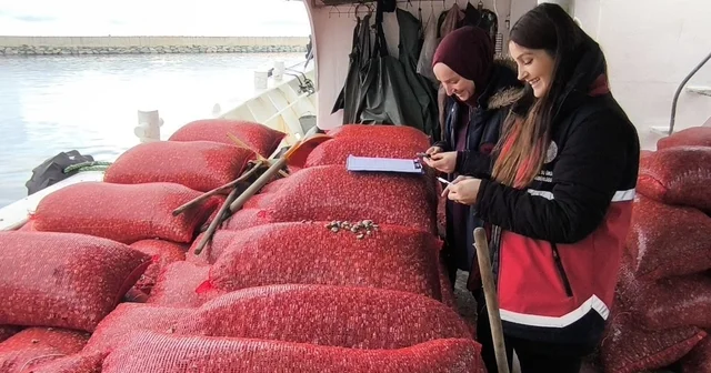 Kastamonu da beyaz kum midyesi denetimi Kastamonu Haberleri
