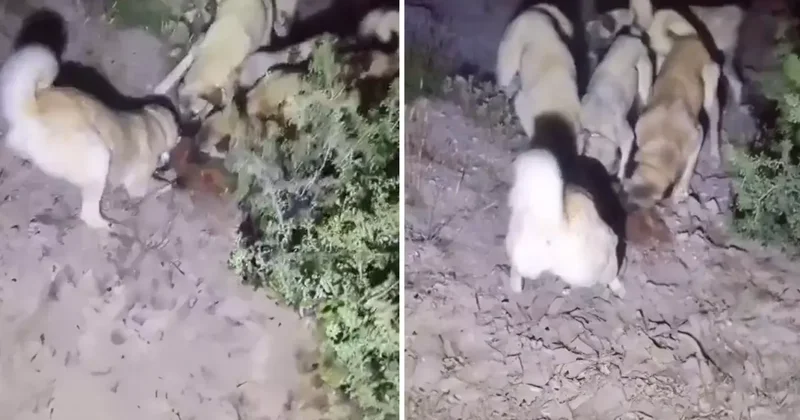 Nesli koruma altındaki özel türü kangallara parçalatıp kayda aldı