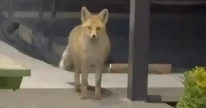 Çok rahat çok profesyonel: Tilki evin bahçesine girip kedi mamalarını yedi Aktüel Haberleri