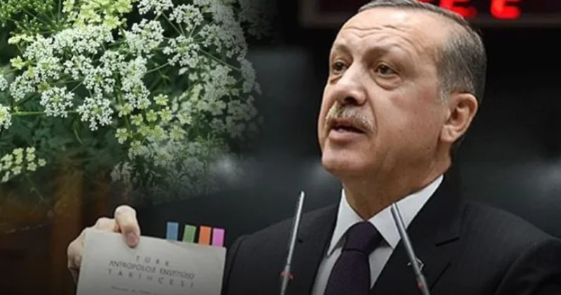 Erdoğan ın Gerekirse içeriz dediği Baldıran zehri nedir? Sözcü Gazetesi