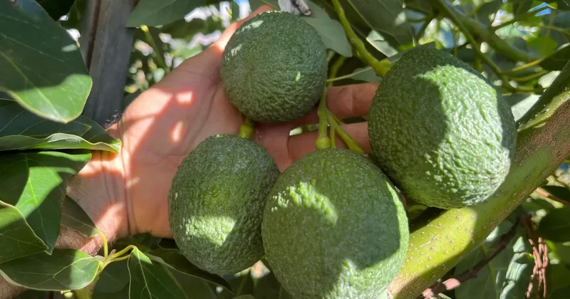 Türk çiftçisinin büyük başarısı! Alanya yı tropikal üs haline getirdiler