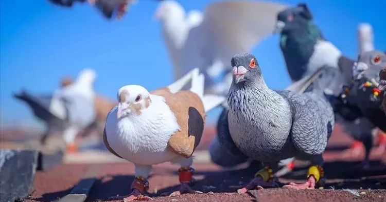 Güvercin seviyoruz diye dernek kurdular bakın ne yaparken yakalandılar