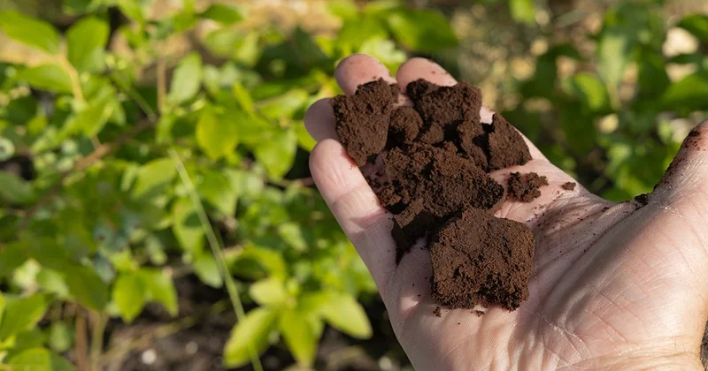 Bu yüzden kapı ve pencere önlerine kahve telvesi serpmelisiniz Sözcü Gazetesi