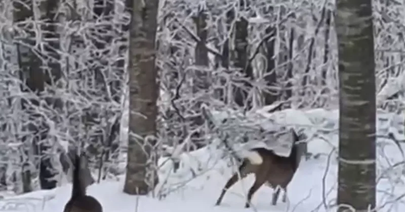 Yaban hayvanları için dağa çıktı, iki geyikle karşılaştı