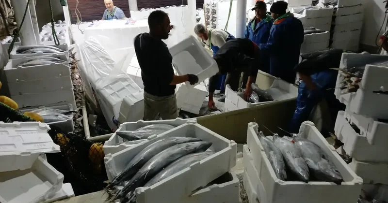 Hamsi tutmak için denize açıldı, servetle karaya geri döndü Sözcü Gazetesi