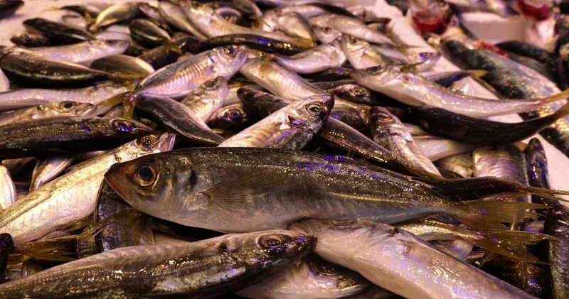 Trabzon’da balık alarmı! Tezgahlarda hamsi yok