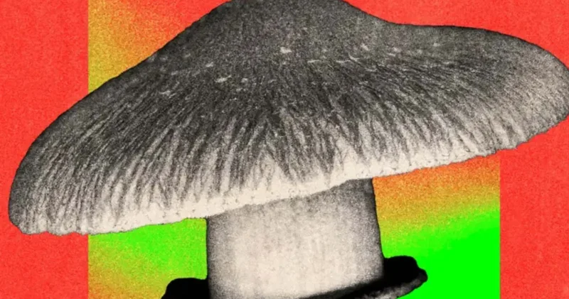 Halüsinojen mantarlar ruh sağlığı bozukluklarını tedavi edebilir mi?