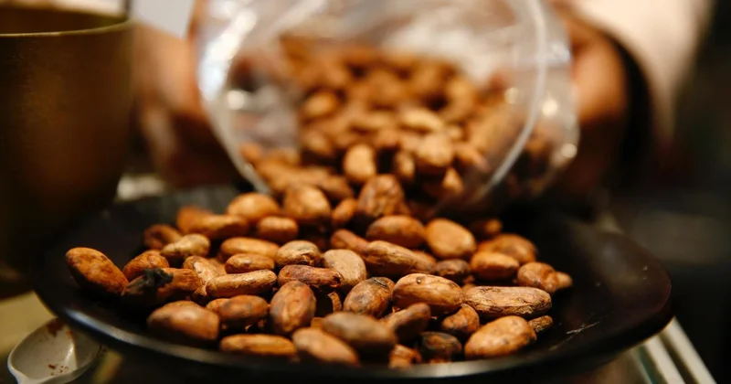 Kakao fiyatları tüm zamanların en hızlı yıllık düşüşünü gördü