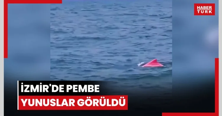 İzmir de pembe yunuslar görüldü