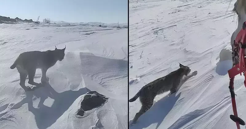 Atıyla gezerken vaşakla karşılaştı
