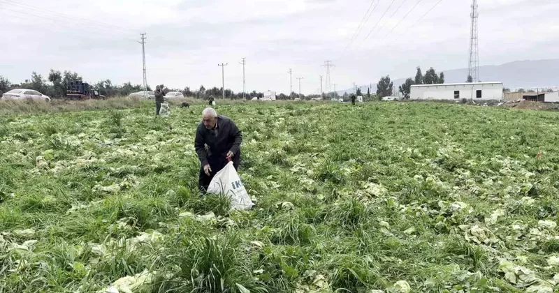 İsyan edip tüm ekini bedava dağıttı, duyan çuval çuval topladı! Bir günde bitti