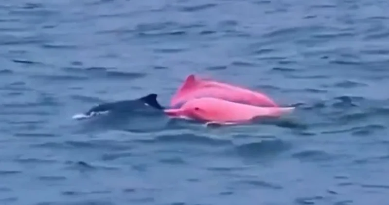 Nadir görülen pembe yunuslar heyecan yarattı