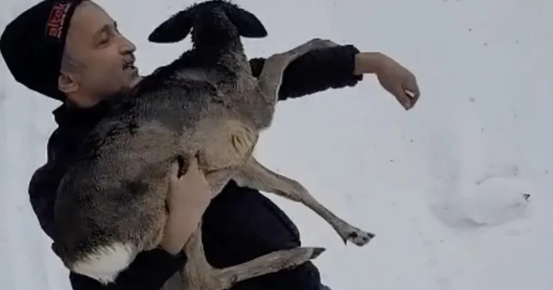 Yer: Düzce! Yaralı halde bulunan yavru karaca koruma altına alındı