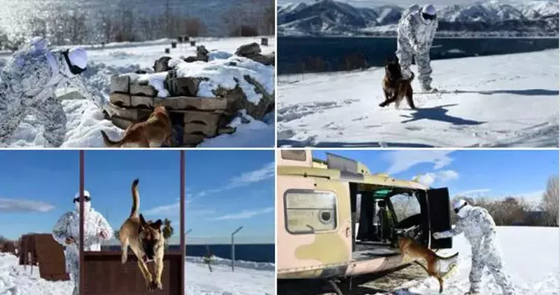 Mehmetçikten derin karda köpekli arama eğitimi