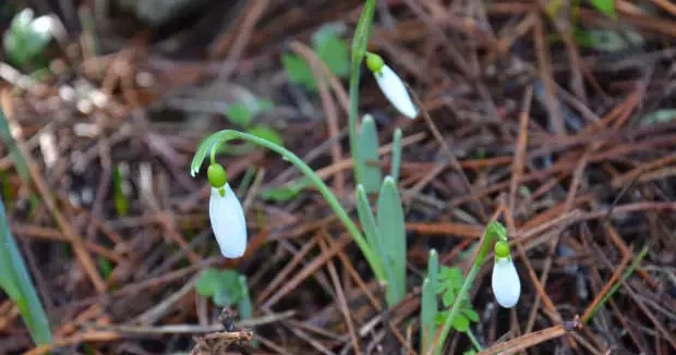 Manisa haberleri Aman dikkat! Koparana ocak söndüren ceza verilen çiçek Manisa da açtı 04 Şubat 2026