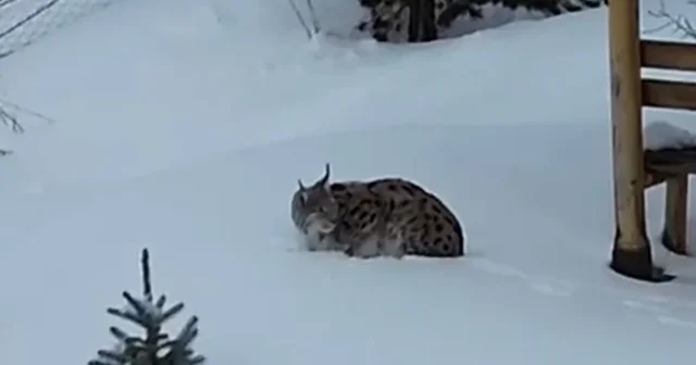Gümüşhane de bir evin bahçesinde vaşak görüntülendi Gümüşhane Haberleri