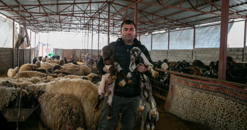 Depremde hayvanlarını kaybeden besici, devlet desteğiyle üretime devam ediyor