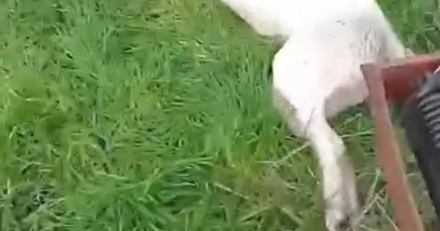 Bahçesine giren sokak köpeğini tüfekle vurup öldürdü Bursa Haberleri