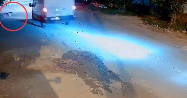 Kamyonet sürücüsü, araca havlayan köpeği ezdi Adana Haberleri