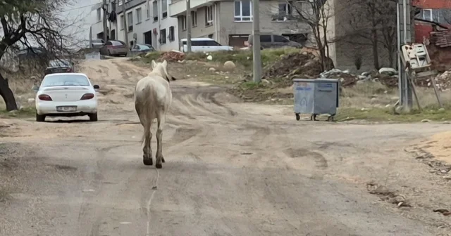 Başıboş atlar sokaklarda Eskişehir Haberleri
