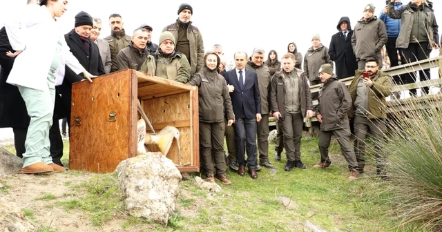 81 binden fazla göçmen kuş halkalandı Samsun Haberleri
