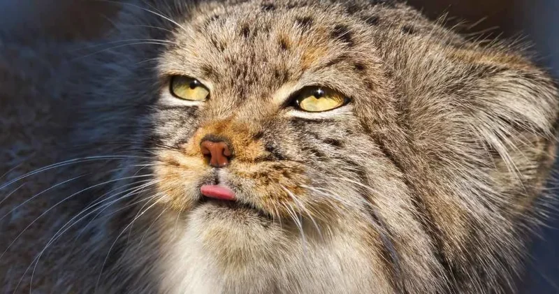 Dünyanın en tüylü yırtıcısı patilerini neden saklıyor?