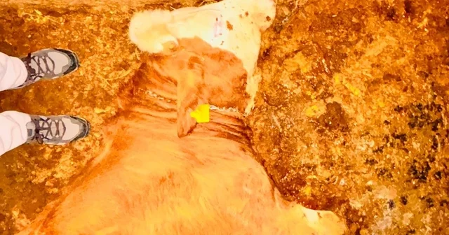 Yozgat ta ahırlara yıldırım düştü, hayvanlar telef oldu ÇEDAŞ ın topraklaması olmayan elektrik direği 3 ineğin telef olmasına neden oldu Yozgat Haberleri