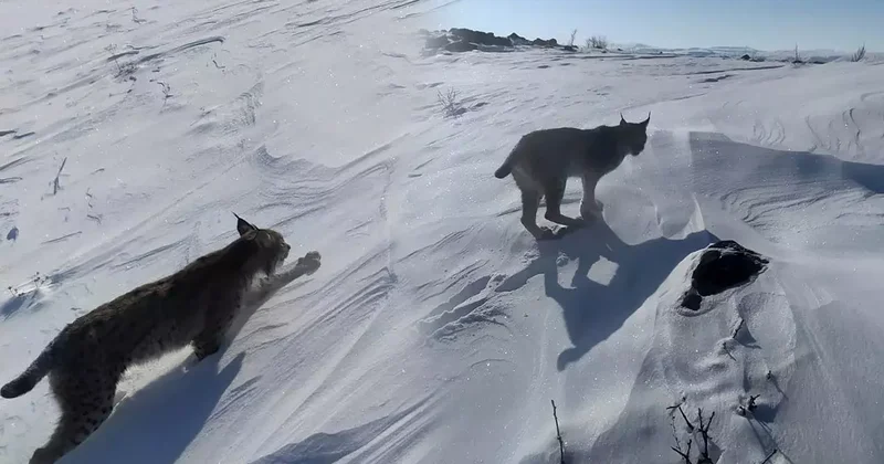 Karlıova’da nesli tükenme tehlikesi altındaki vaşak görüntülendi
