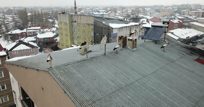 Ağrı da kışın ortasında leylek sürprizi