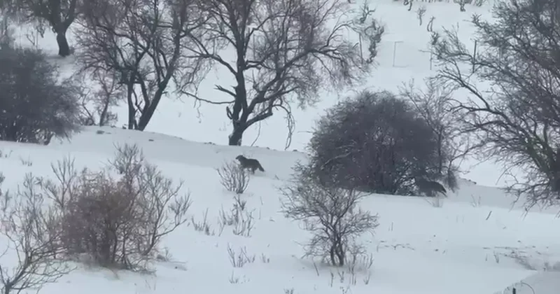 Gercüş kırsalına inen kurt paniğe neden oldu