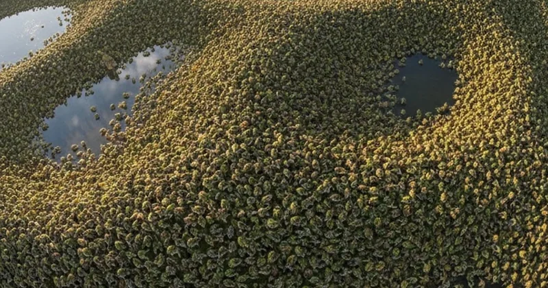 200 milyon tane yaratık doğdu: Koca kıtayı yutmak üzere Sözcü Gazetesi