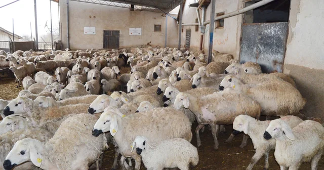 Aksaray da, 1 milyon küçükbaş varlığı var Aksaray Haberleri