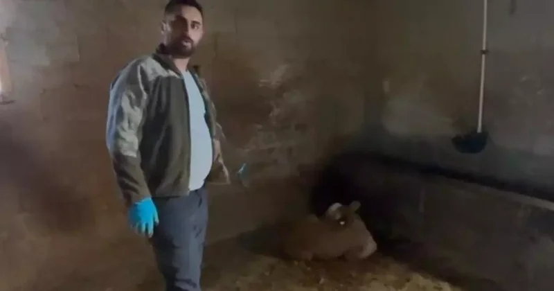 Yozgat ta ahırlara yıldırım düştü, hayvanlar telef oldu