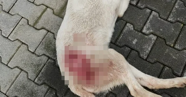 Tavuk kovaladı diye tüfekle vurulan köpek öldü Bursa Haberleri