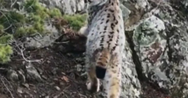 Yaban hayatında nadir görüntü: Artvin de dağların zirvesinde gebe vaşak kamerada Artvin Haberleri