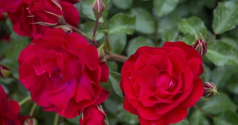 Gül dikiminde 6 saat kuralı nedir?